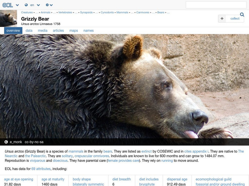 Encyclopedia of Life: Brown Bear Handout Encyclopedia of Life: Brown Bear Handout