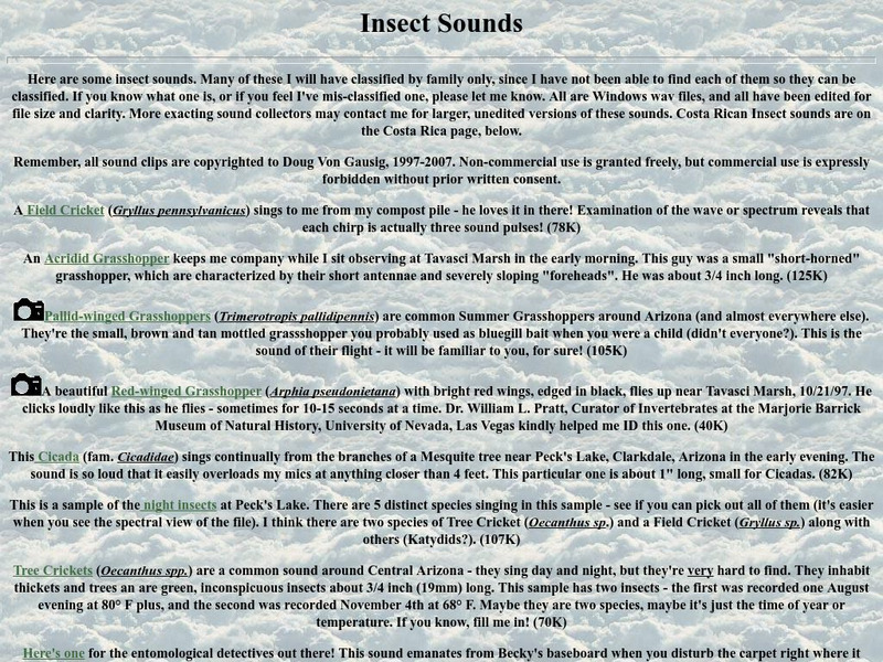 Nature Sounds: Insect Sounds Audio