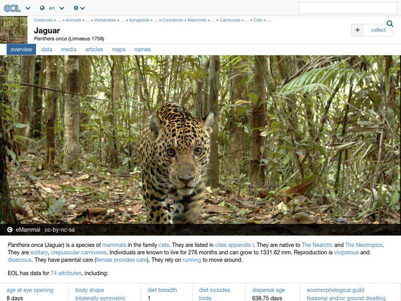 Encyclopedia of Life: Jaguar Handout Encyclopedia of Life: Jaguar Handout