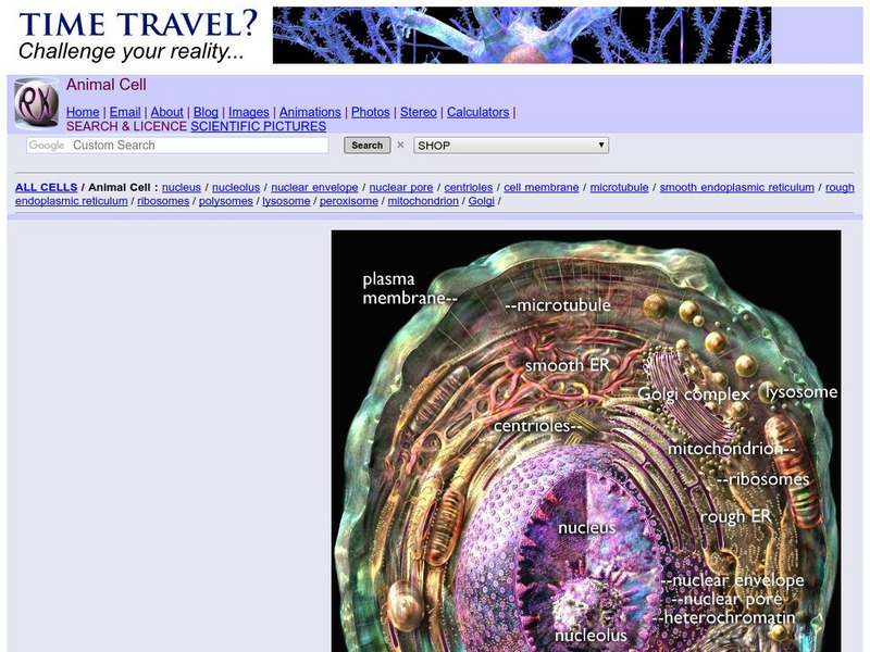 Cell Pictures: Animal Cell Graphic Cell Pictures: Animal Cell Graphic