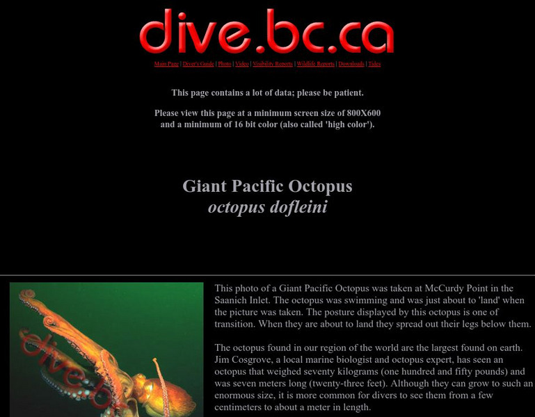 Giant Pacific Octopus Handout