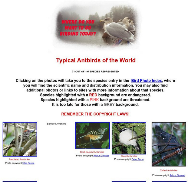 Typical Antbirds of the World Graphic
