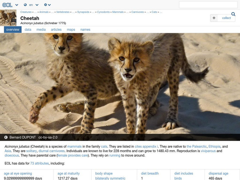 Encyclopedia of Life: Cheetah Handout Encyclopedia of Life: Cheetah Handout