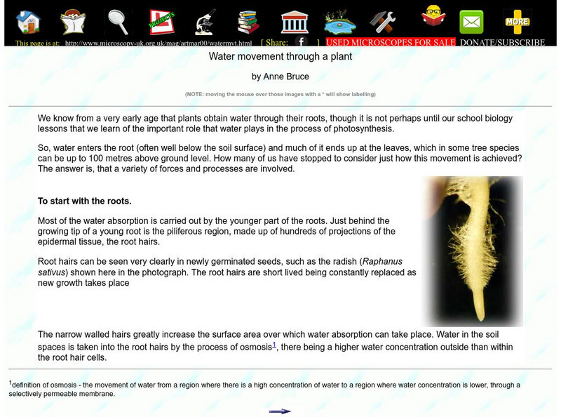 Microscopy Uk: Water Movement Through a Plant Website Microscopy Uk: Water Movement Through a Plant Website