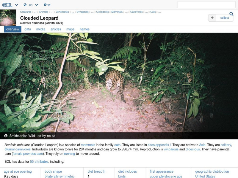 Encyclopedia of Life: Clouded Leopard Handout