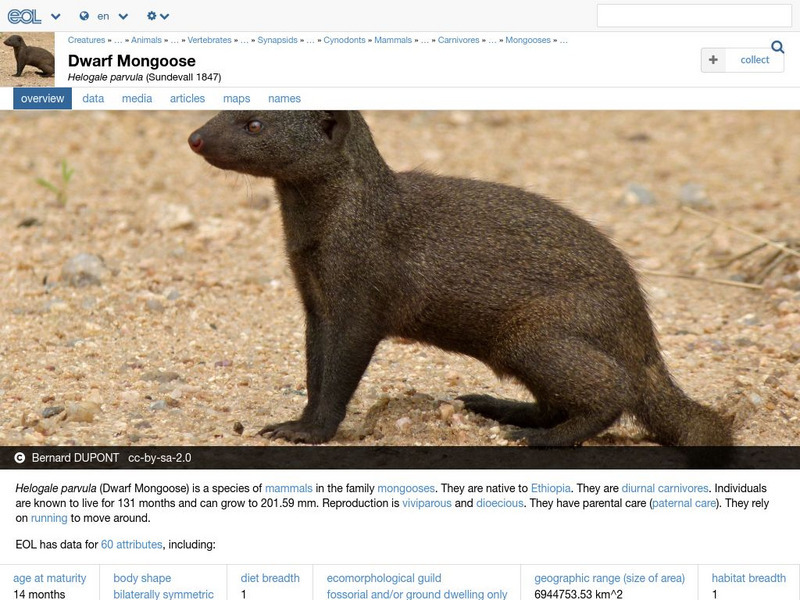 Encyclopedia of Life: Dwarf Mongoose Handout Encyclopedia of Life: Dwarf Mongoose Handout