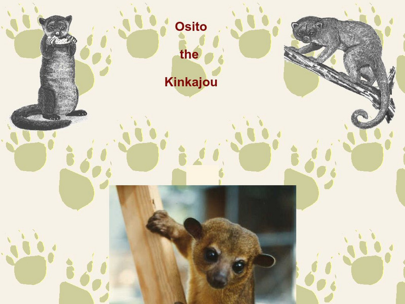 Osito the Kinkajou Handout Osito the Kinkajou Handout