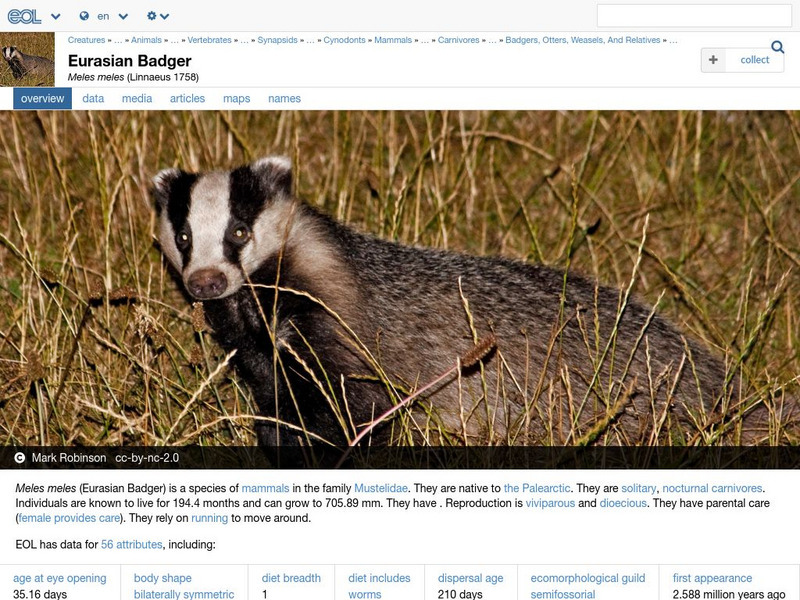 Encyclopedia of Life: Eurasian Badger Handout