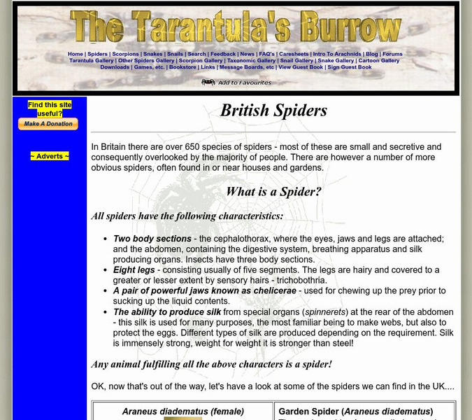 Tarantula's Burrow: British Spiders What Is a Spider? Handout Tarantula's Burrow: British Spiders What Is a Spider? Handout