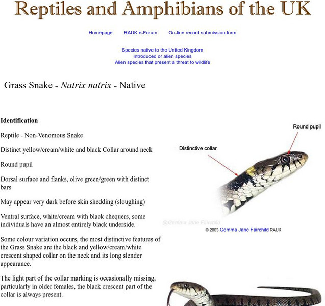 Reptiles and Amphibians of the Uk: Grass Snake Handout Reptiles and Amphibians of the Uk: Grass Snake Handout