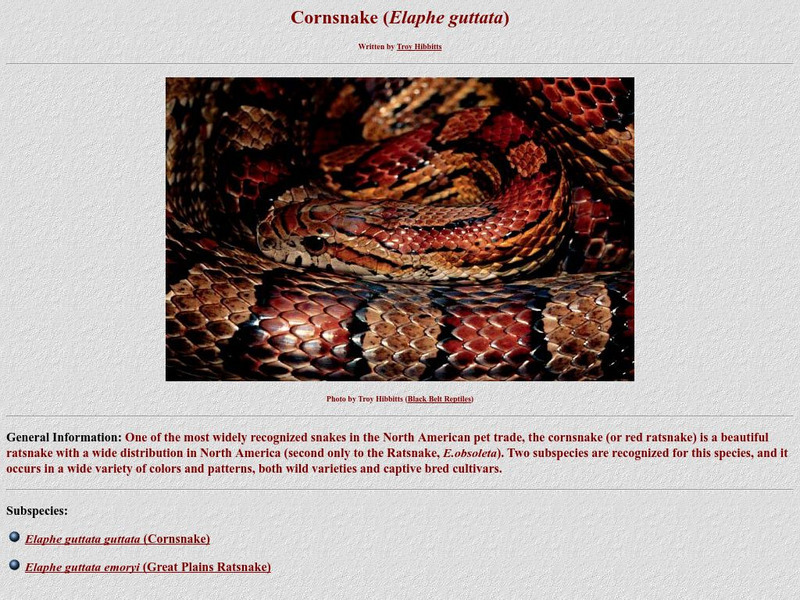 Kingsnake.com: Cornsnake Handout Kingsnake.com: Cornsnake Handout