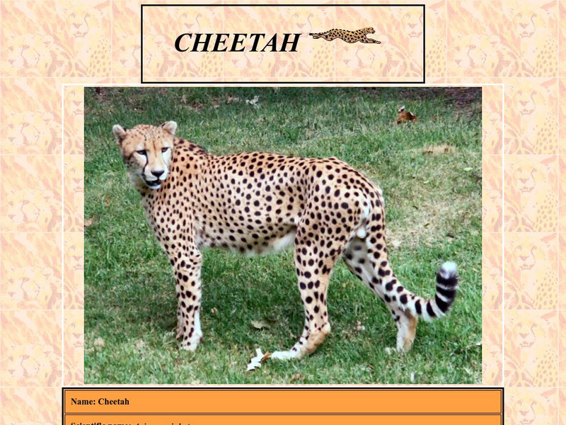 Who Zoo: Cheetahs Handout Who Zoo: Cheetahs Handout