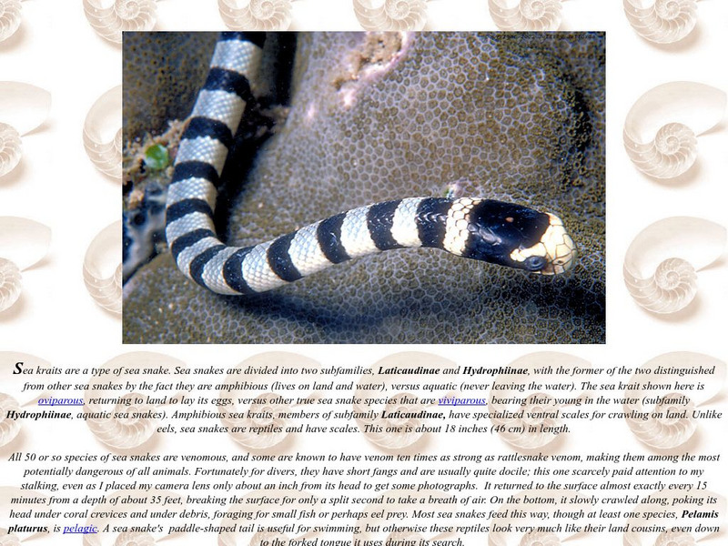 Dive Gallery: Sea Krait Activity Dive Gallery: Sea Krait Activity