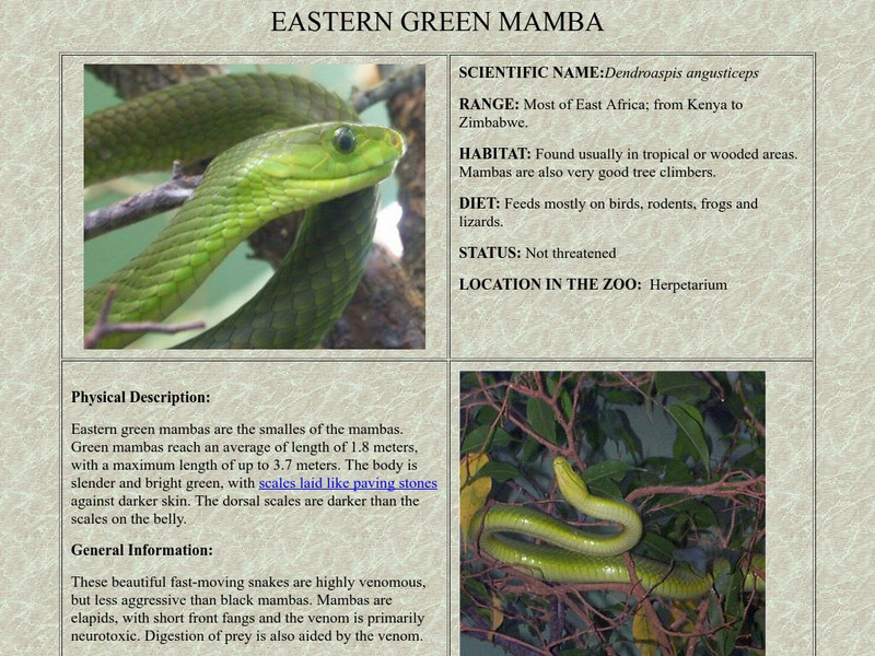 Who Zoo: Green Mamba Handout Who Zoo: Green Mamba Handout