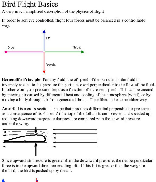 Pacifier Online: Bird Flight Basics Handout Pacifier Online: Bird Flight Basics Handout