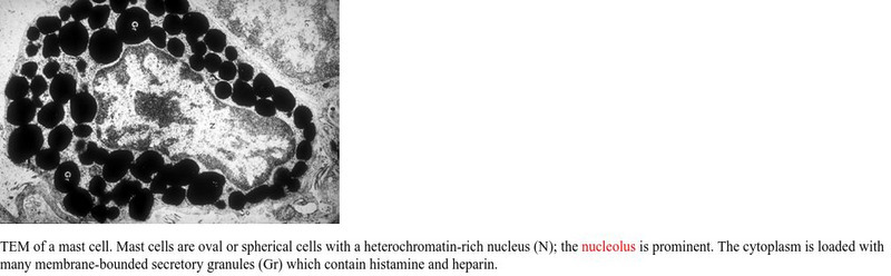 Bryan Ness' Home Page: Tem Showing a Nucleolus Graphic Bryan Ness' Home Page: Tem Showing a Nucleolus Graphic