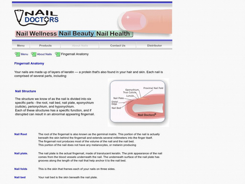 Nail Doctor: Fingernail Anatomy Handout Nail Doctor: Fingernail Anatomy Handout