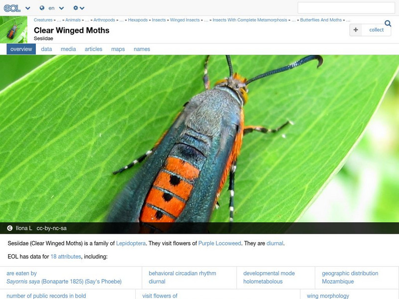 Encyclopedia of Life: Clear Wing Moths Handout