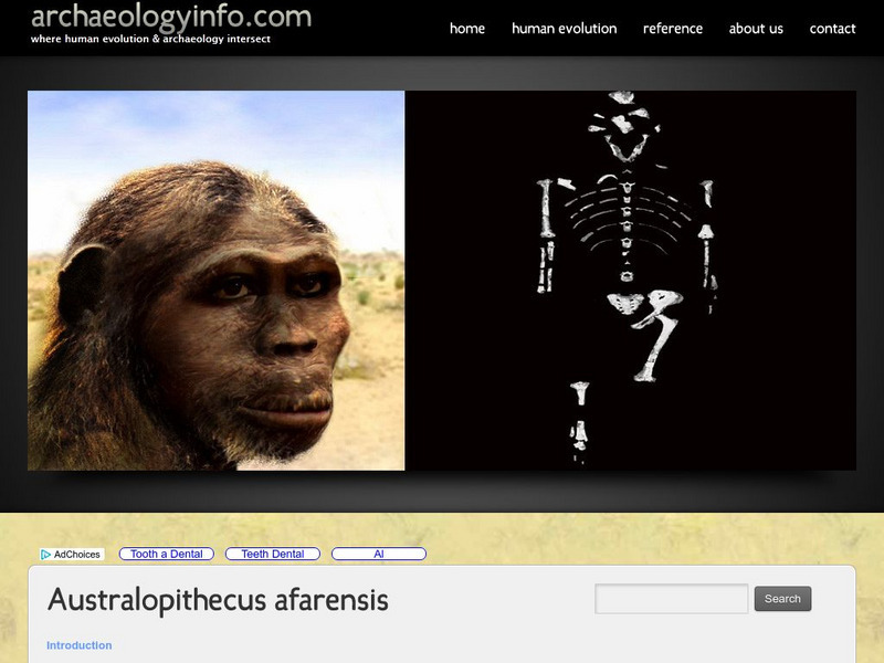 Archaeology Info: Australopithecus Afarensis Website Archaeology Info: Australopithecus Afarensis Website