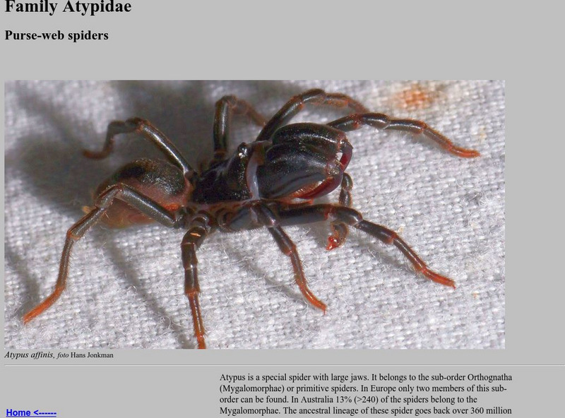 Araneae, Spiders of North West Europe: Purse Web Spiders Handout Araneae, Spiders of North West Europe: Purse Web Spiders Handout