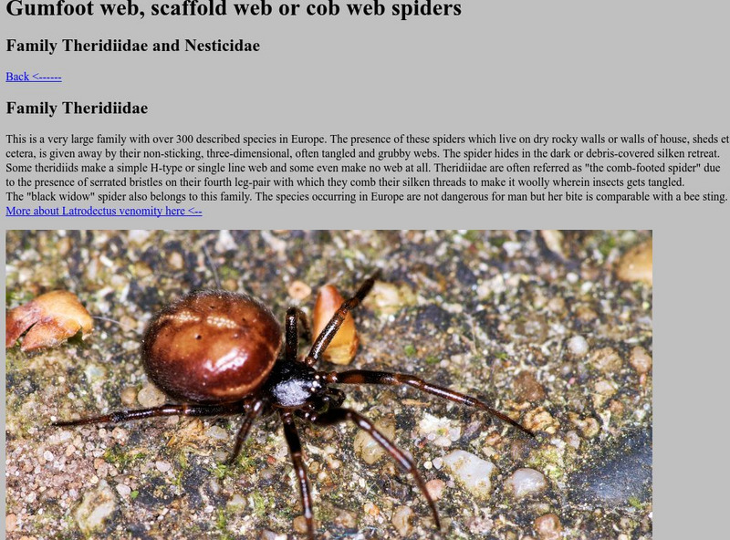 Araneae, Spiders of North West Europe: The Black Widow Handout Araneae, Spiders of North West Europe: The Black Widow Handout