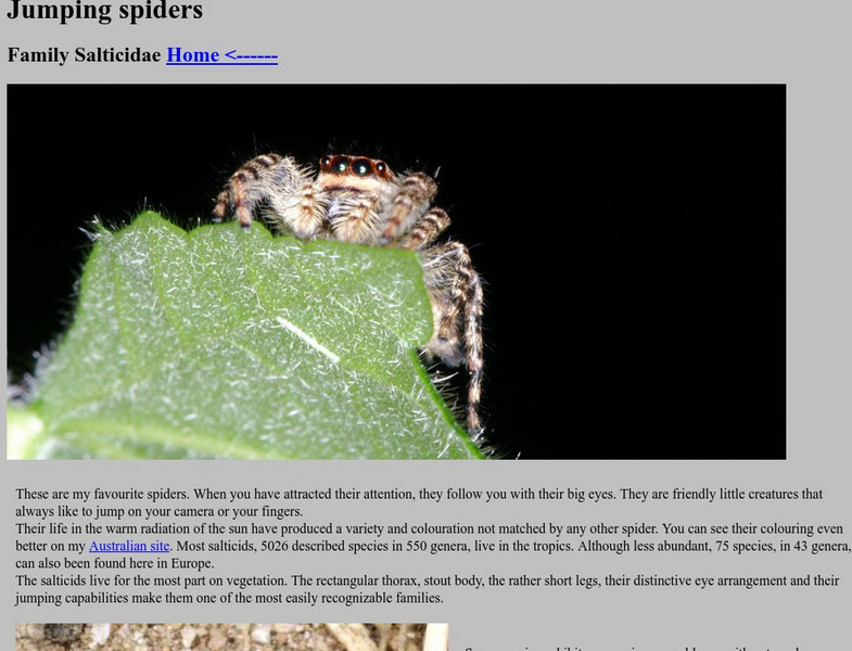 Araneae, Spiders of North West Europe:the Jumping Spider Handout Araneae, Spiders of North West Europe:the Jumping Spider Handout