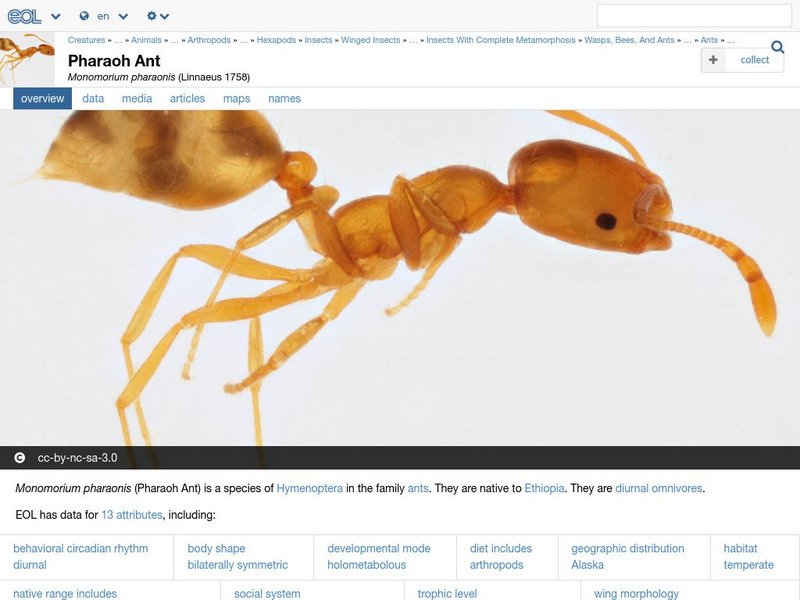Encyclopedia of Life: Pharaoh Ant Handout Encyclopedia of Life: Pharaoh Ant Handout