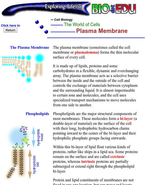 The World of Cells: Plasma Membrane Handout The World of Cells: Plasma Membrane Handout