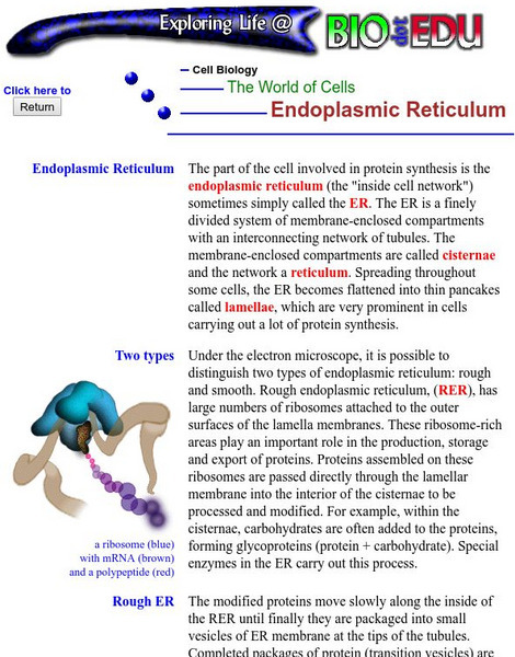 Brooklyn College: Endoplasmic Reticulum Handout