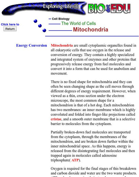 The World of Cells: Mitochondria Handout The World of Cells: Mitochondria Handout