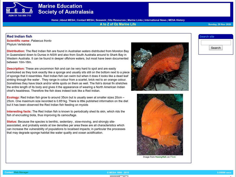 Marine Education Society of Australasia: Red Indian Fish Handout Marine Education Society of Australasia: Red Indian Fish Handout