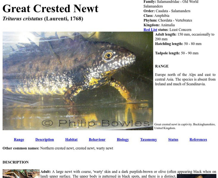 Online Field Guide: Great Crested Newt Handout Online Field Guide: Great Crested Newt Handout