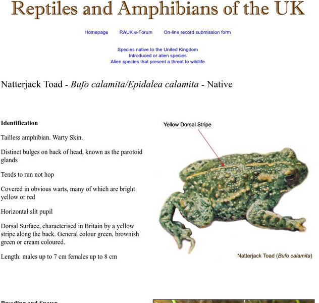 Reptiles and Amphibians of the Uk: Natterjack Toad Bufo Calamita Handout