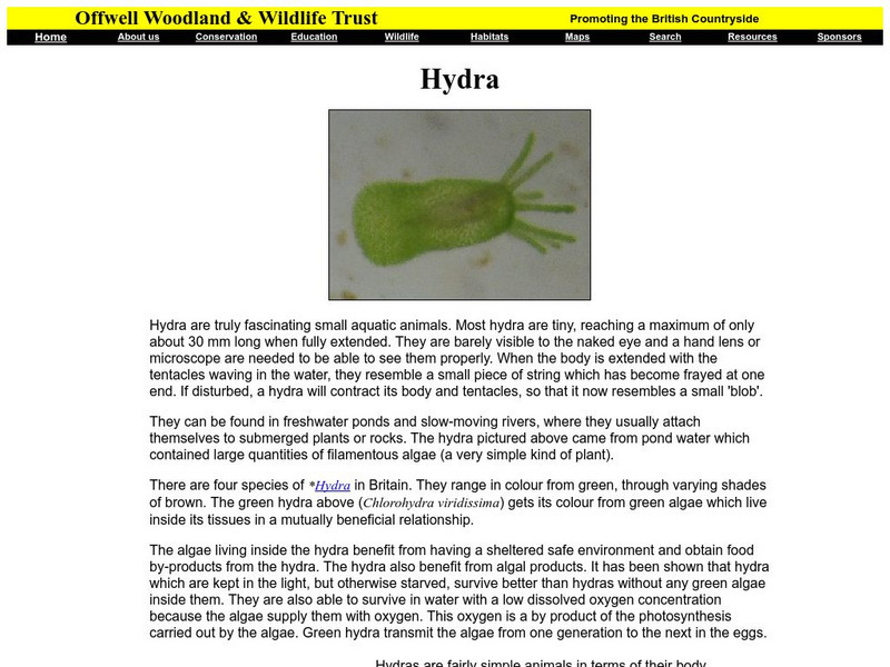 Offwell Woodland and Wildlife Trust: Hydra Handout
