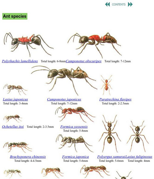 Ants Are Not All Alike Graphic