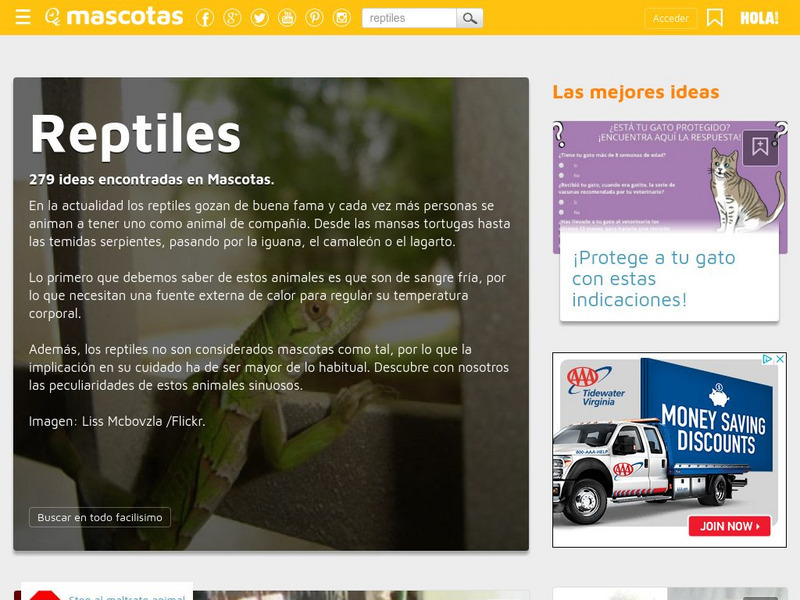 Facilisimo: Mascotas: Reportajes: Reptiles Website Facilisimo: Mascotas: Reportajes: Reptiles Website