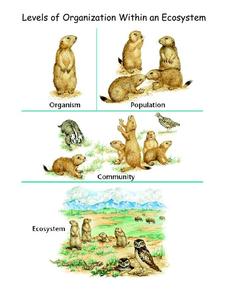 Printables Levels Of Organization Worksheet levels of organization within an ecosystem 5th 10th grade worksheet