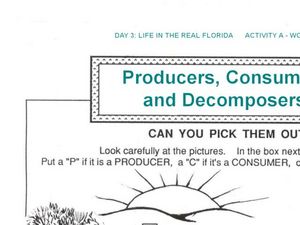 Worksheets Producers Consumers And Decomposers Worksheet producers and consumers decomposers 1st 4th grade worksheet worksheet