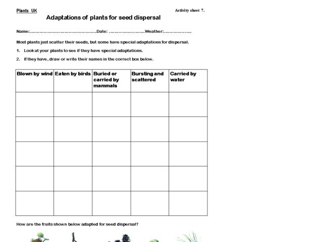 Worksheets Plant Adaptations Worksheets 5th Grade plant adaptations worksheet intrepidpath of plants for seed dispersal 4th 7th grade worksheet
