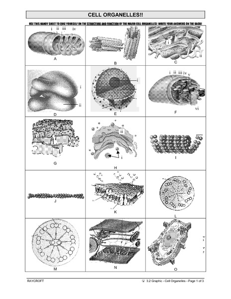 Printables Organelle Worksheet organelles worksheet davezan cell 7th 12th grade lesson planet