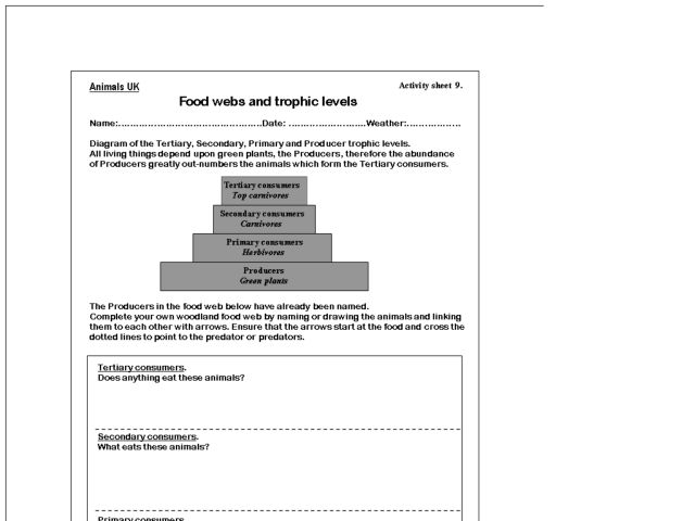 Printables Trophic Levels Worksheet trophic level worksheet davezan