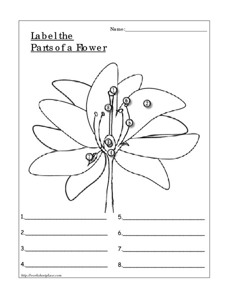 Worksheets Parts Of A Flower Worksheet 4th Grade label the parts of a flower 3rd 4th grade worksheet lesson planet