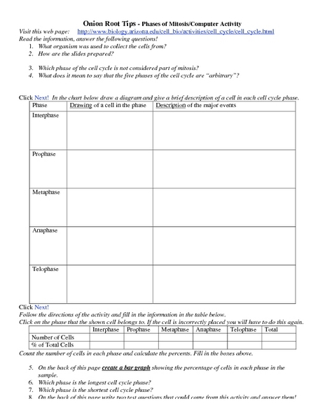 Worksheets Onion Cell Mitosis Worksheet onion root tips phases of mitosis 7th 8th grade worksheet lesson planet