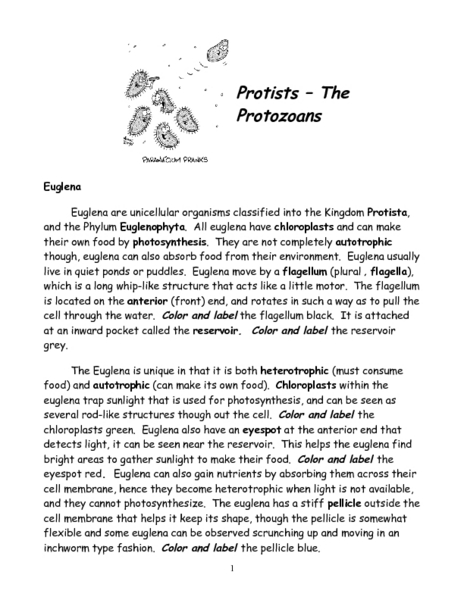 Worksheet Protists Worksheet protists the protozoans 7th 10th grade lesson plan planet