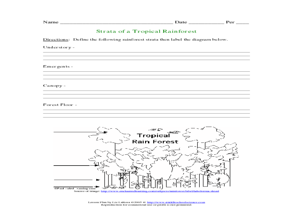 worksheet Rainforest Layers Worksheet strata of a tropical rainforest 3rd 4th grade worksheet lesson planet