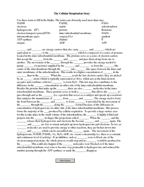 Printables Cellular Respiration Worksheet Answers cell respiration worksheet answers intrepidpath the cellular story 12th higher ed lesson
