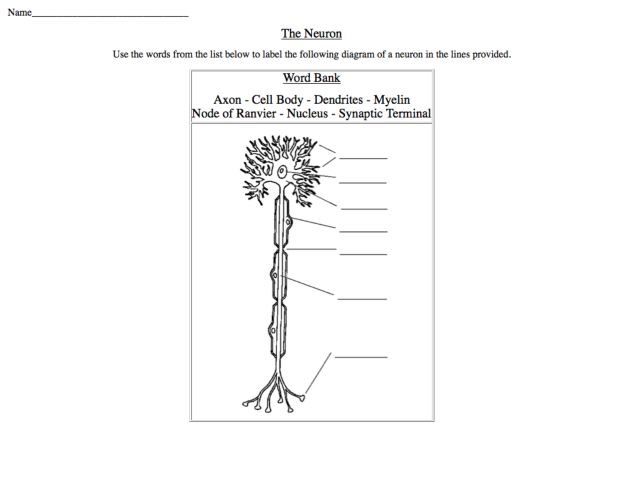 Worksheets Neuron Worksheet the neuron label diagram 6th 8th grade worksheet lesson planet