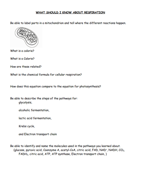 Printables Photosynthesis And Cellular Respiration Worksheet photosynthesis and cellular respiration worksheet davezan davezan