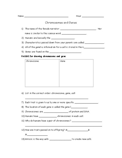 Chromosomes and Genes Worksheet for 5th - 9th Grade | Lesson Planet