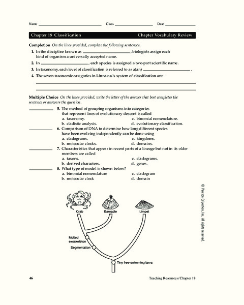 classification worksheet for 7th higher ed lesson planet